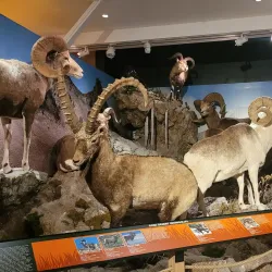 Reading Public Museum - Reading