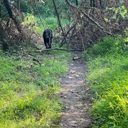 Black Rock Sanctuary - Royersford