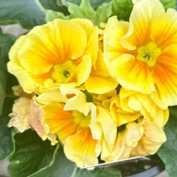 Shippensburg Farmers Market - Shippensburg