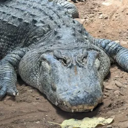 Clyde Peeling's Reptiland - Williamsport