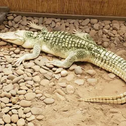 Clyde Peeling's Reptiland - Williamsport