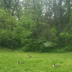 Lorimer Park - Willow Grove