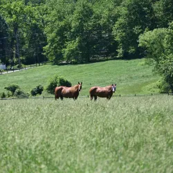 Pennypack Park - Willow Grove