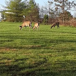 Warminster Community Park - Willow Grove