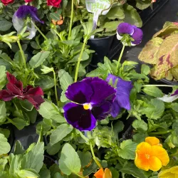 Willow Grove Farmers Market - Willow Grove