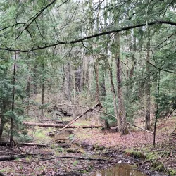 Cumberland Town Forest - Cumberland