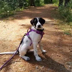 Cumberland Town Forest - Cumberland