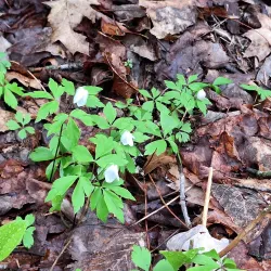Cumberland Town Forest - Cumberland