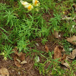 Cumberland Town Forest - Cumberland