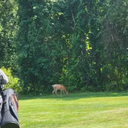 Greystone Golf Course - Cumberland