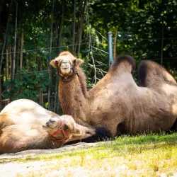 Roger Williams Park Zoo - Providence