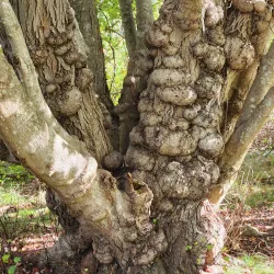 Ninigret National Wildlife Refuge - Wakefield-Peacedale