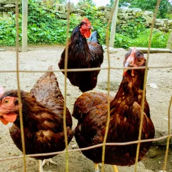 South County Museum - Wakefield-Peacedale