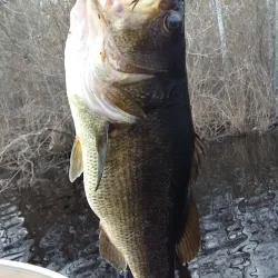 Chapman Pond - West Greenwich