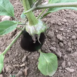 West Greenwich Community Farm - West Greenwich