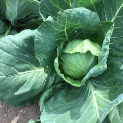 West Greenwich Community Farm - West Greenwich