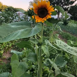 West Greenwich Community Farm - West Greenwich