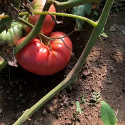West Greenwich Community Farm - West Greenwich
