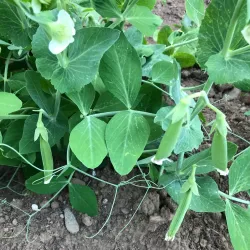 West Greenwich Community Farm - West Greenwich