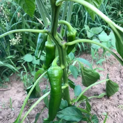 West Greenwich Community Farm - West Greenwich