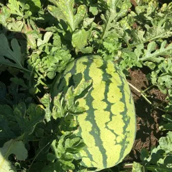 West Greenwich Community Farm - West Greenwich