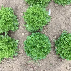 West Greenwich Community Farm - West Greenwich