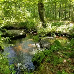 West Greenwich Town Forest - West Greenwich