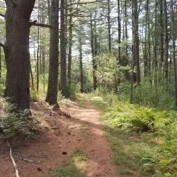 West Greenwich Town Forest - West Greenwich