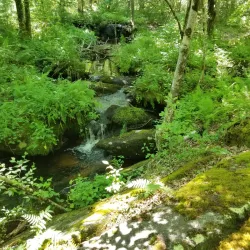 West Greenwich Town Forest - West Greenwich