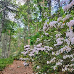 West Greenwich Town Forest - West Greenwich