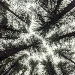 West Greenwich Town Forest - West Greenwich