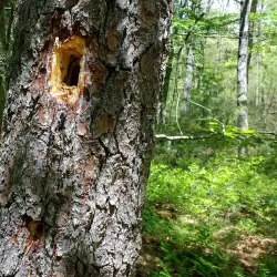 Arcadia Management Area - West Warwick