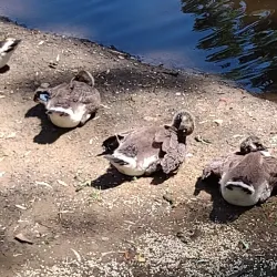 River Island Park - Woonsocket