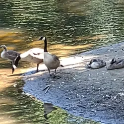 River Island Park - Woonsocket