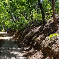 Hitchcock Woods - Aiken