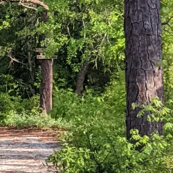 Hitchcock Woods - Aiken