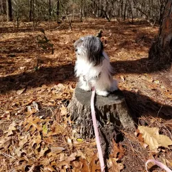 Hitchcock Woods - Aiken