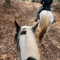 Hitchcock Woods - Aiken