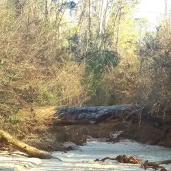 Hitchcock Woods - Aiken