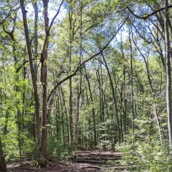 Silver Bluff Audubon Center and Sanctuary - Aiken