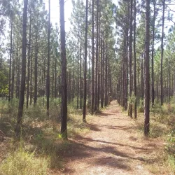 Silver Bluff Audubon Center and Sanctuary - Aiken