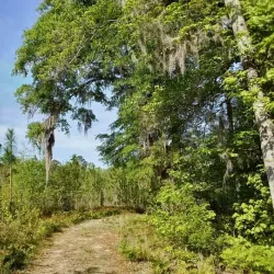 Silver Bluff Audubon Center and Sanctuary - Aiken
