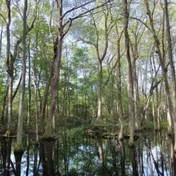 Silver Bluff Audubon Center and Sanctuary - Aiken