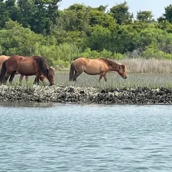 Rachel Carson Salt Marsh Nature Trail - Beaufort