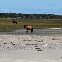 Rachel Carson Salt Marsh Nature Trail - Beaufort