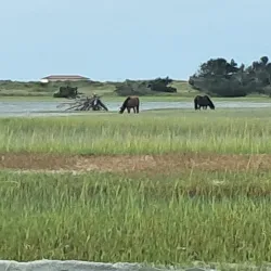 Rachel Carson Salt Marsh Nature Trail - Beaufort