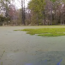 Spanish Moss Trail - Beaufort