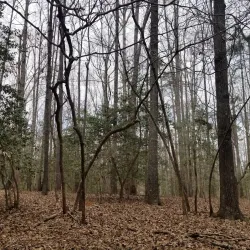 Black Creek Heritage Preserve - Blacksburg