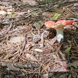 Black Creek Heritage Preserve - Blacksburg