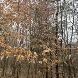 Black Creek Heritage Preserve - Blacksburg